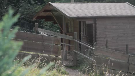 Rustikale-Holzhütte-Und-Zaun-Im-üppigen-Wald,-Abgeschiedener-Rückzugsort