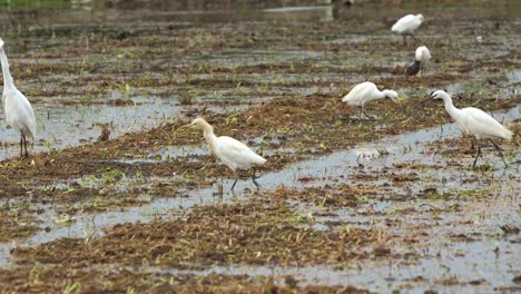 Ein-Silberreiher-Schreitet-Anmutig-Durch-Die-Landwirtschaftliche-Landschaft,-Watet-Und-Sucht-Auf-Den-Abgeernteten-Reisfeldern-Nach-Heruntergefallenen-Pflanzen-Und-Insektenbeute