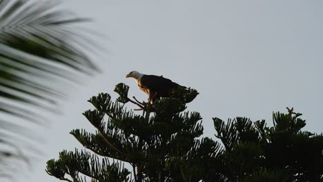 Águila-Calva-Encima-De-Un-Pino-Comiendo