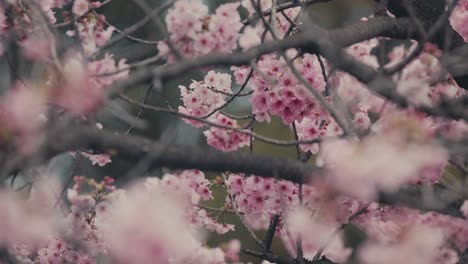 Nahaufnahme-Von-Kirschblüten-In-Voller-Blüte-Im-Frühling-In-Tokio,-Japan