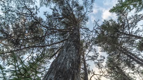 Bue-sky-and-thin-white-clouds-are-seen-through-the-canopy-of-the-pine-forest