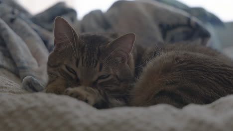 A-sleepy-cute-tabby-cat-closes-his-eyes-and-goes-to-sleep