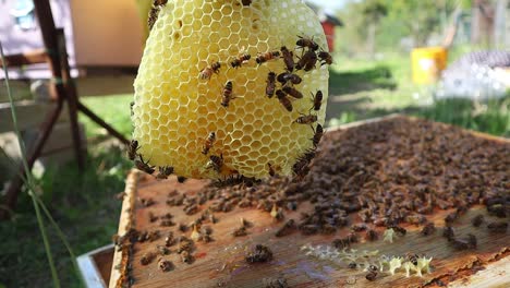 Closeup-of-bees-swarming-on-natural-honeycomb