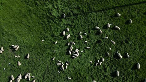 Ein-Haufen-Schafe,-Die-Auf-Einem-Wunderschönen-Hügel-Grünes-Gras-Fressen