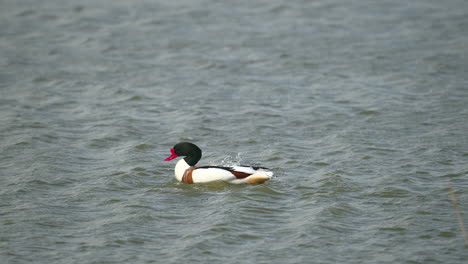 Common-shelduck-male-cleaning-feathers-while-in-water,-slowmotion