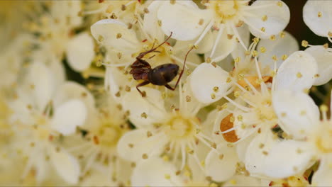 Ameise-Auf-Blume-In-Der-Natur