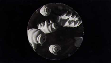 Schwarz-Weiß-Aufnahme-Von-Bärtierchen-Durch-Ein-Mikroskop-Bei-Starker-Vergrößerung-Gesehen