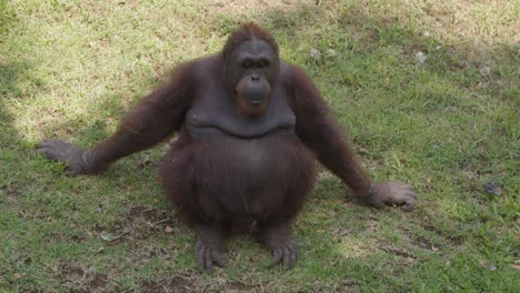 An-adult-female-orangutan-sitting-on-the-grass-and-tossing-a-leaf-towards-the-camera