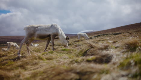 Reindeer-grazing-freely-in-Cairngorm,-Scotland