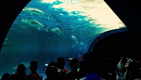 Im-Bangsaen-Aquarium-Tunnel,-Wenn-Die-Leute-Das-Große-Becken-Mit-Großen-Meeresfischen-Genießen