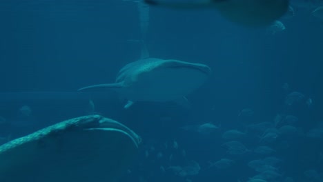 Whale-Sharks-Inside-The-Osaka-Aquarium-Kaiyukan-In-Osaka,-Japan