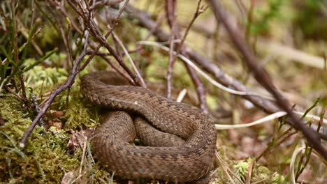 Common-European-Viper-coiled-on-moss,-slowly-slithers-away-from-camera