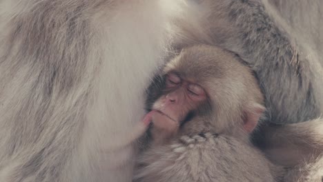 Male-Snow-Monkey-Cleaning-Female-While-Breastfeeding