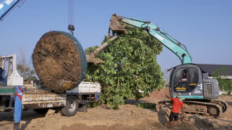 Pulling-and-setting-up-a-full-grown-tree-as-it-is-being-readied-for-replanting,-using-some-heavy-equipment-like-a-backhoe-and-a-crane-to-put-it-in-place-in-a-public-park-in-Thailand