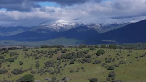 lateral-flight-with-a-drone-visualizing-a-hillside,-cattle-appear-and-behind-the-Gredos-mountains-with-snow-capped-peaks-and-hooked-clouds-creating-a-parallax-effect-Tietar-Valley-Avila-Spain