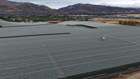 Aerial-timelapse-shot-of-a-helicopter-drying-cherries-over-an-orchard-in-Cromwell,-Central-Otago,-close-up