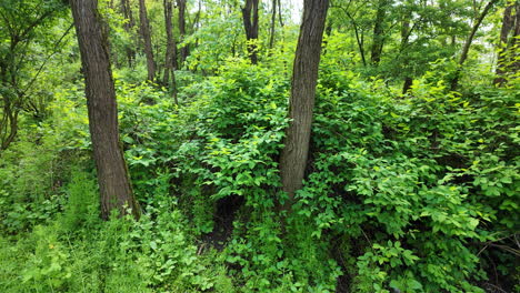 Grüne-Idylle:-Maiwälder-Und-Sommerbrisen