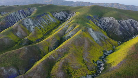 Wildflower-Super-Bloom-Grassland-Mountains-of-Carrizo-Plains,-California-Aerial