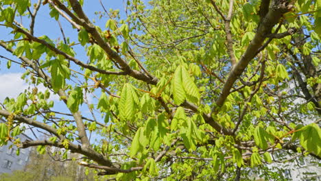 Tree-with-New-Leaves,-Emerging-Plants-in-Spring,-Sunny-Weather,-Handheld-Pan-Left