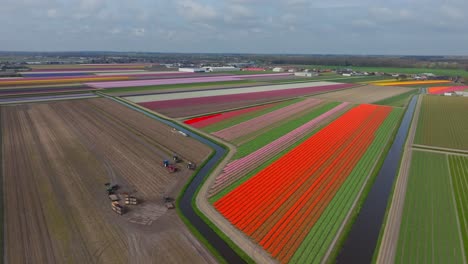 Landwirtschaftliche-Maschinen-Ernten-Blumen-Neben-Bunten-Tulpenfeldern-In-Lisse,-Niederlande