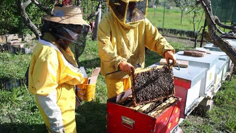 Imker-Bienenhaltung-Pflege-Und-Wartung-Routine-Auf-Einem-Bauernhof