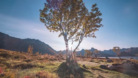 Un-árbol-Solitario-Iluminado-Por-El-Sol-Brillante-En-La-Orilla-Del-Fiordo-Está-Rodeado-Por-El-Paisaje-Otoñal