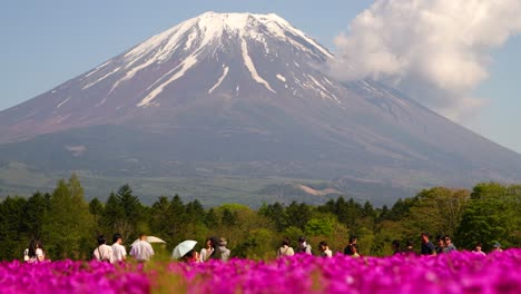 Menschen-Erscheinen-Winzig-Vor-Dem-Massiven-Fuji-Mit-Frühlingslandschaft