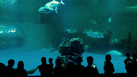 En-El-Acuario-Bangsaen-Cuando-La-Gente-Disfruta-Del-Gran-Tanque-De-Peces-Grandes-Del-Océano