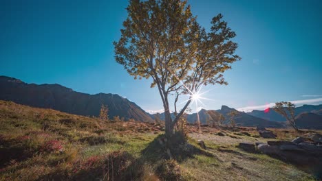 El-Brillante-Sol-Del-Mediodía-Pasa-Por-El-Cielo-Despejado-Y-Brilla-A-Través-De-La-Copa-Del-árbol.