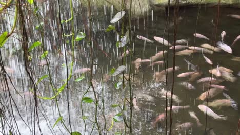 Ruhiger-Blick-Auf-Den-Kleinen-Wasserfallbrunnen-Und-Die-Vielen-Fische,-Die-Im-Teich-Schwimmen