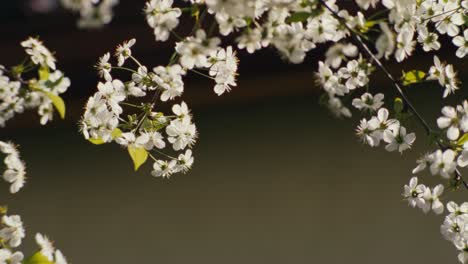 Macro-close-up-of-Cerasus-white-cherry-blossom-flower-leaves-with-bokey