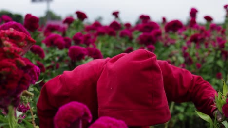 Footage-of-a-Mexican-farmer-harvesting-velvet-flowers