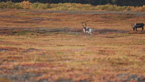 Renos-En-El-Paisaje-De-Colores-Brillantes-De-La-Tundra-Otoñal