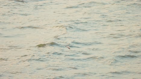 Seagull-flying-above-a-river-new-york-city