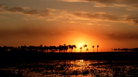 Palms-tree-in-the-stream,-with-the-sunset-in-the-background,-in-the-Ibera-estuaries