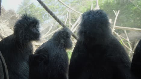 Una-Familia-De-Lutungs-De-Java-Sentados-En-Su-Recinto-En-El-Zoológico-De-Bali.
