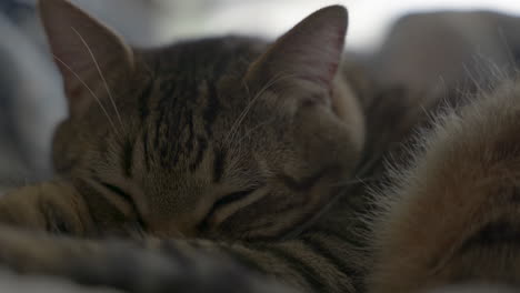 Nahaufnahme-Einer-Schlafenden-Getigerten-Katze,-Die-Ihre-Augen-öffnet