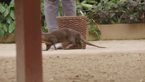 Una-Nutria-Limpiando-Basura-Durante-Un-Espectáculo-En-El-Zoológico-De-Bali.