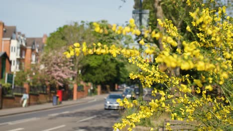 Out-of-focus-cars-drive-down-busy-London-street-with-bright-yellow-flowers-in-focus-in-foreground