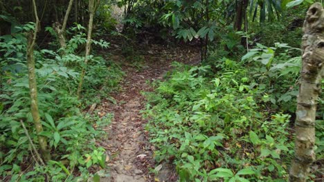 Leerer-Weg-Durch-Den-Wald-In-Santa-Marta,-Kolumbien