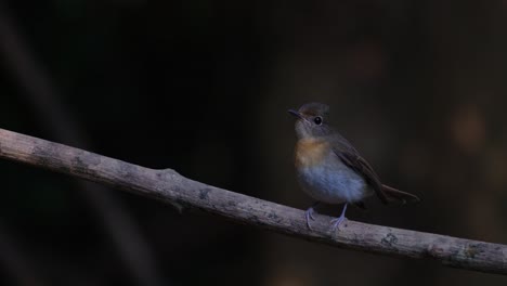 Seen-from-its-back-then-turns-around-to-wag-its-tail-and-curiously-looking-around,-Indochinese-Blue-Flycatcher-Cyornis-sumatrensis,-Thailand