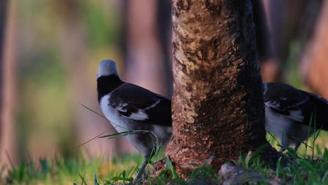 Two-individuals-seen-just-beneath-the-tree-on-the-ground-looking-around,-Black-collared-Starling-Gracupica-nigricollis,-Thailand