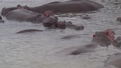 Family-of-hippos-in-St