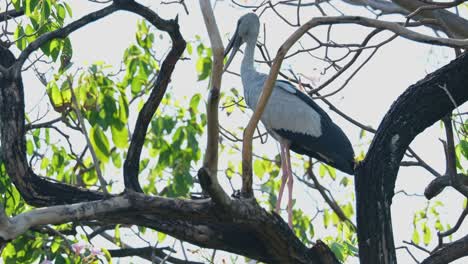 Seen-with-in-bare-branches-moving-while-facing-to-the-left-during-a-hot-and-windy-afternoon,-Asian-Openbill-Anastomus-oscitans,-Thailand