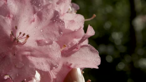 Close-up-of-a-dew-covered-pink-azalea-flower-with-sunlight-filtering-through