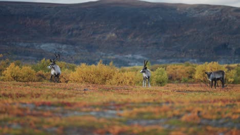 Rentiere-Grasen-In-Der-Farbenfrohen-Landschaft-Der-Herbsttundra