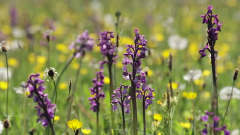 Stems-of-the-Green-Winged-Orchid-growing-in-a-meadow-along-with-common-Dandelions-and-grasses,-Worcestershire,-England