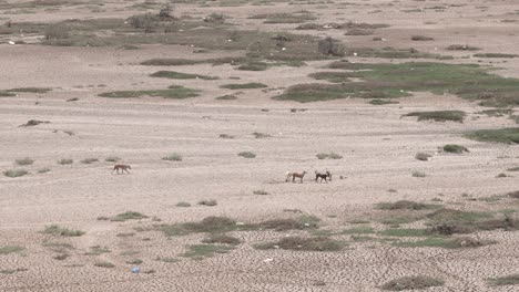 Hay-Tantos-Perros-Corriendo-Y-Apareciendo-En-Un-Gran-Campo.