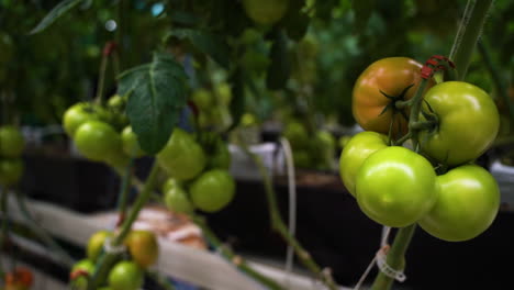 Köstliche-Frische-Tomaten-Wachsen-Auf-Grünen-Pflanzen,-Nahaufnahme