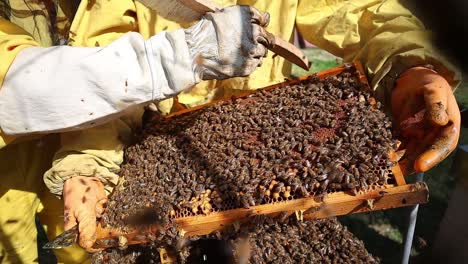 Primer-Plano-Del-Apicultor-Limpiando-Y-Cepillando-El-Panal-Lleno-De-Abejas,-En-El-Centro-De-Italia.